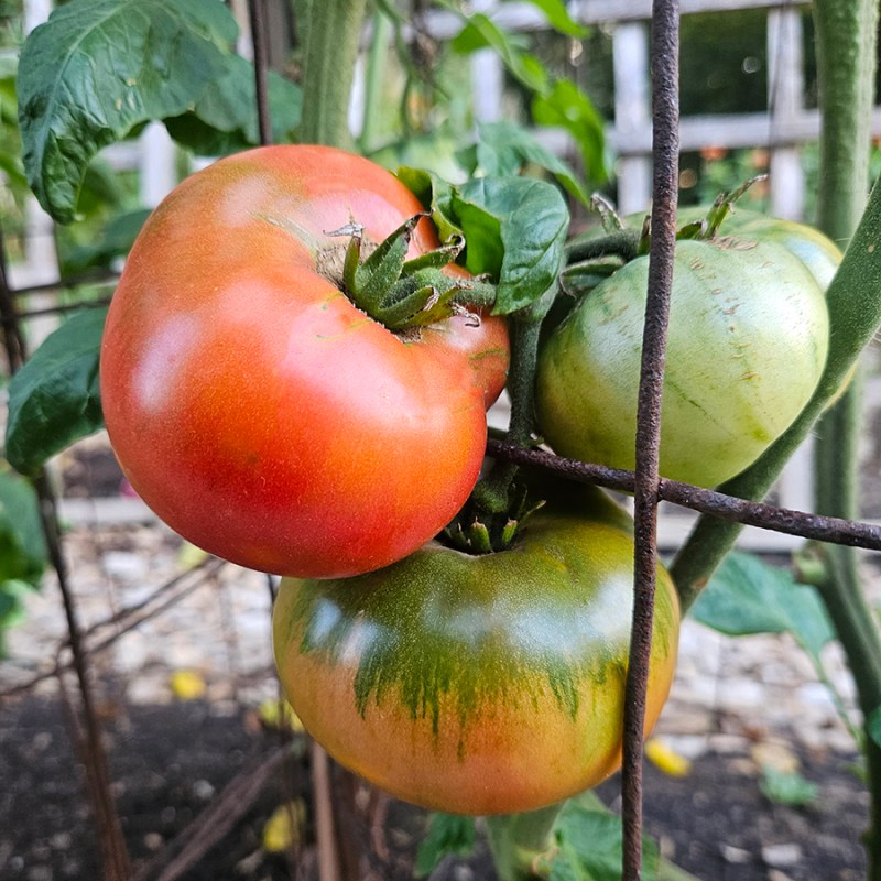 Tomatoes at different stages of ripening