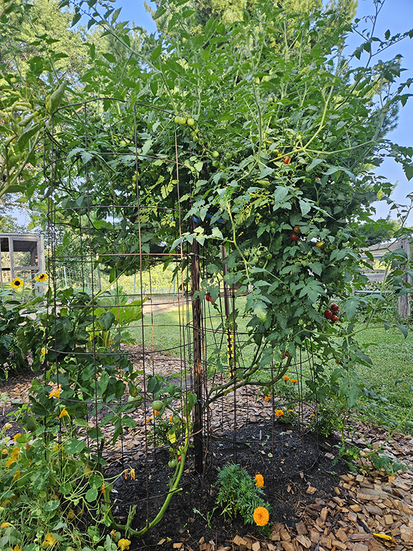 A pruned cherry tomato plant