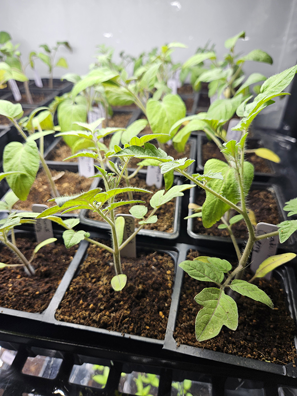 Young tomato seedlings started indoors