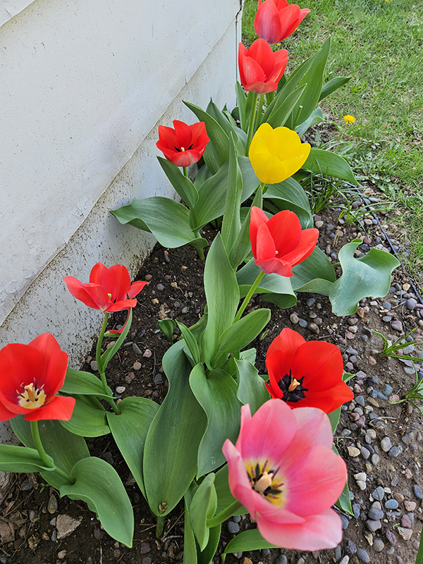 Red and yellow blooming tulips - Growing Tulips Guide