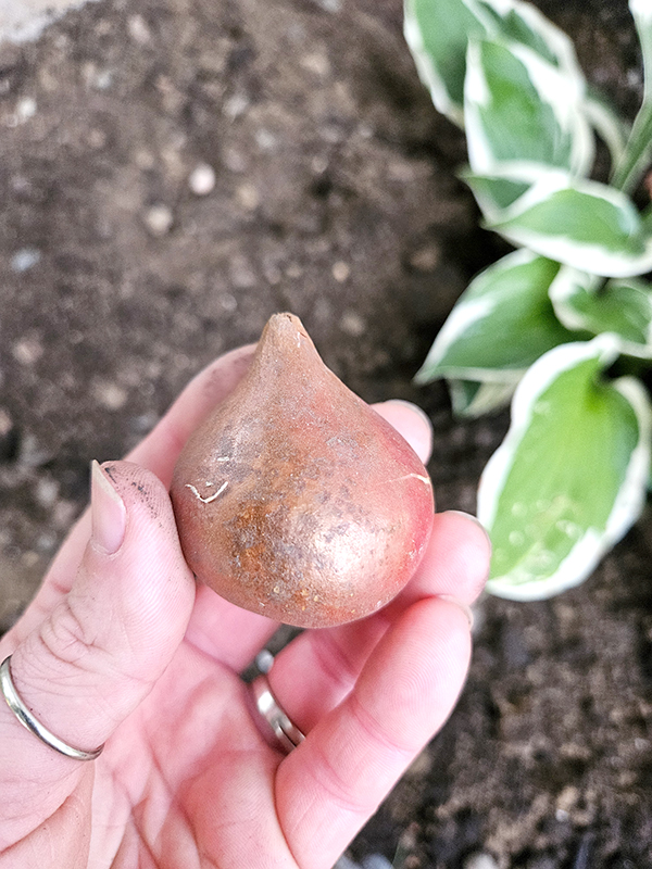 A hand holding a tulip bulb