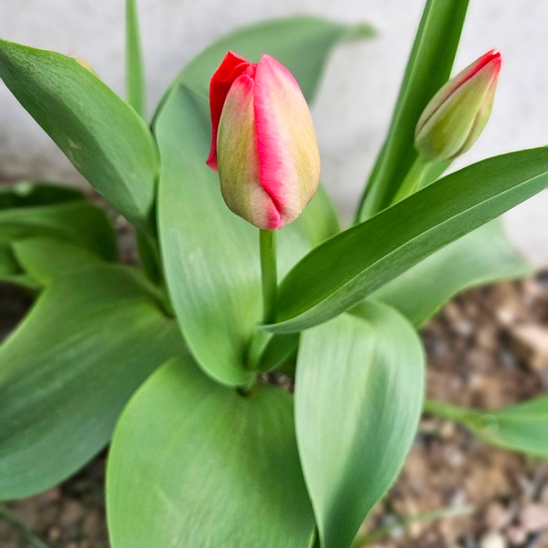 A tulip about to bloom - Growing Tulips Guide