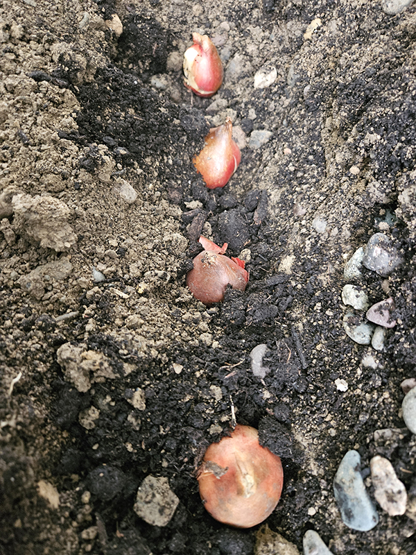 A row of tulip bulbs - Growing Tulips Guide
