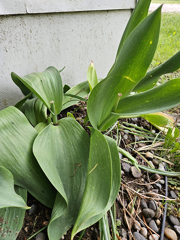 Pruned tulip blooms 
