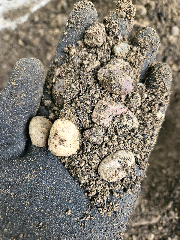 A handful of rocks and soil - Growing tulips Guide
