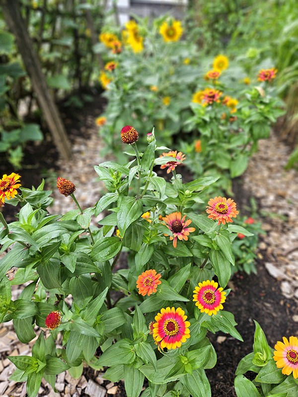 Zowie! Yellow Flame zinnias