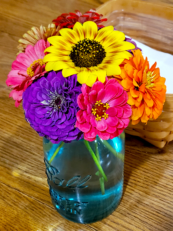 Zinnias and a sunflower bloom in a blue Ball glass jar.