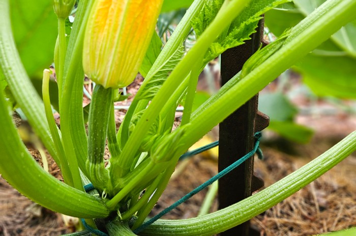 Growing Zucchini Vertically Or Not – How To Grow Zucchini Plants