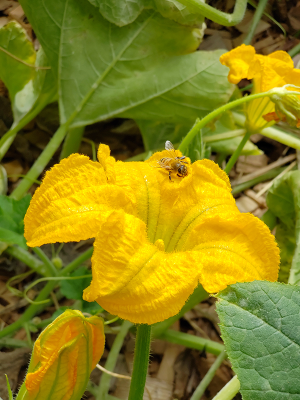 A bee on a pumpkin bloom