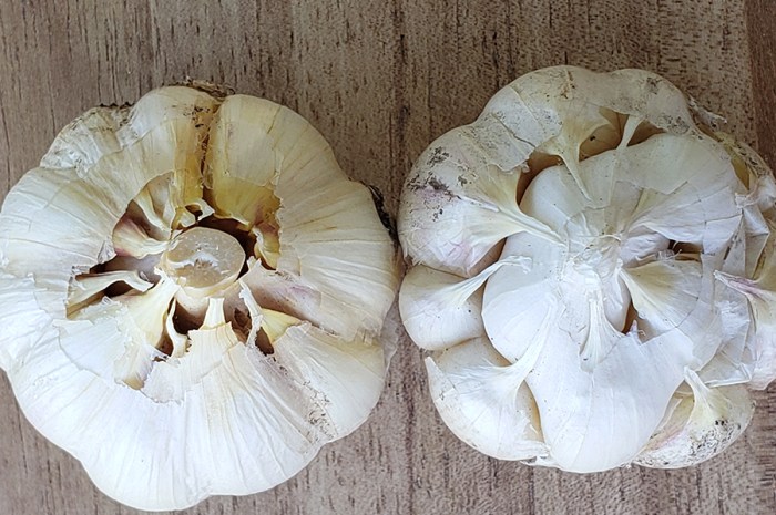Hardneck And Softneck Garlic – Which Type Should You Grow?