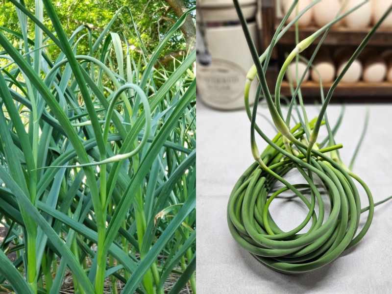 One of the best parts when you grow and harvest garlic is the scapes.