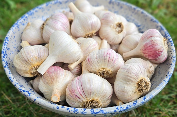 How To Harvest And Cure Garlic For Long-Term Storage
