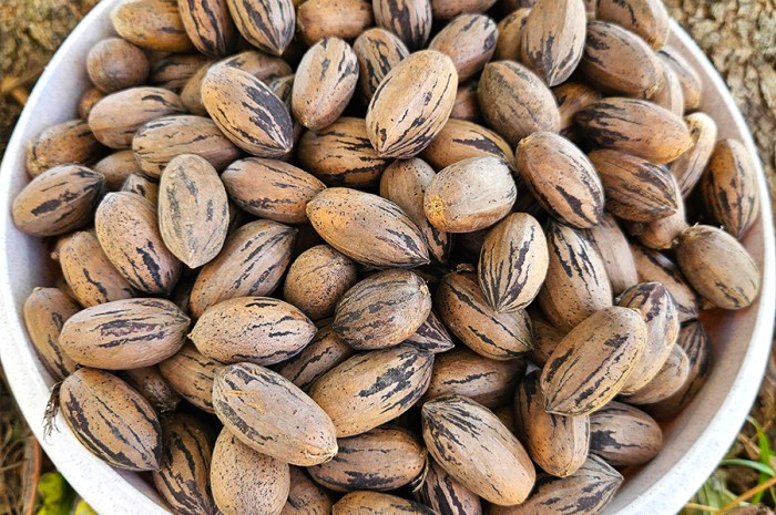 Harvesting And Shelling Pecans – Tips And Tricks For Success