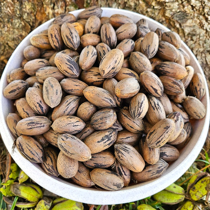 Harvesting and Shelling Pecans