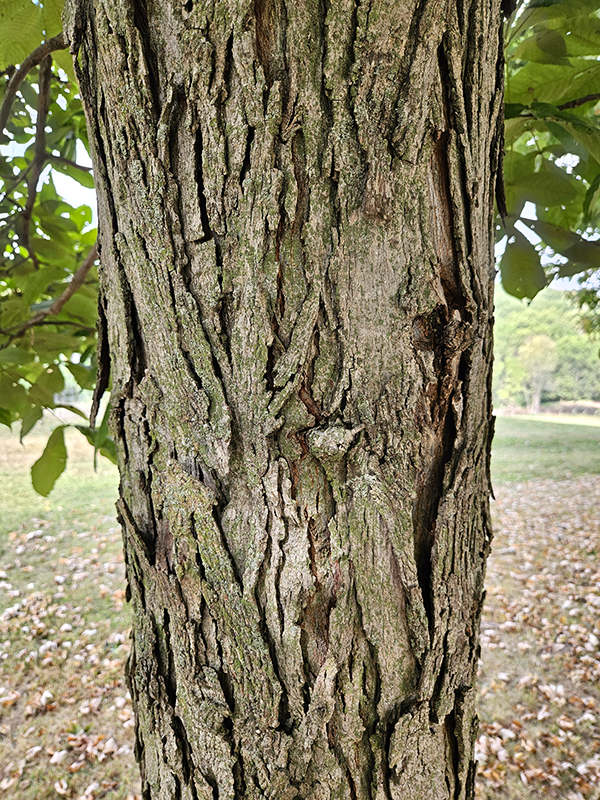 The bark of a shagbark hickory tree
