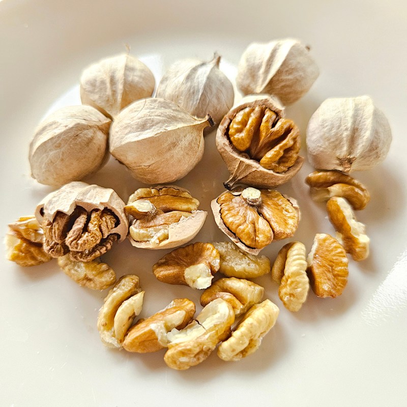 Harvesting Hickory Nuts - How To Forage, Dry & Eat Hickory Nuts