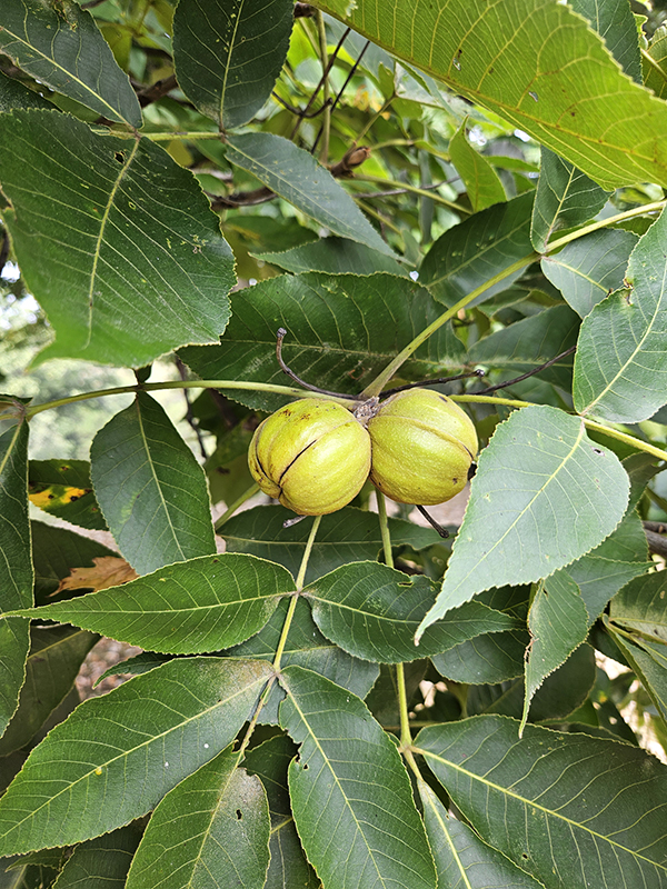 Green hickory husks in a tree