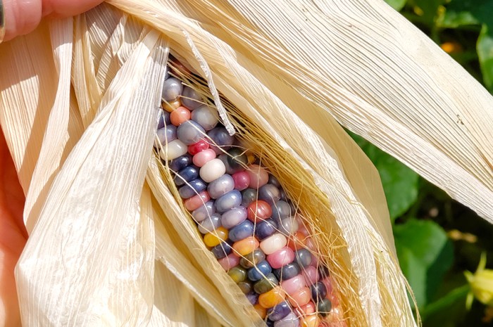 Homegrown Popcorn – From Planting In Your Garden To Popping!