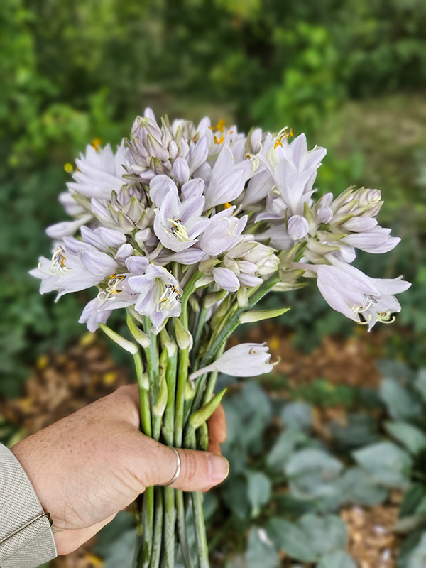 A handful of cut hosta flowers after removing the blooms