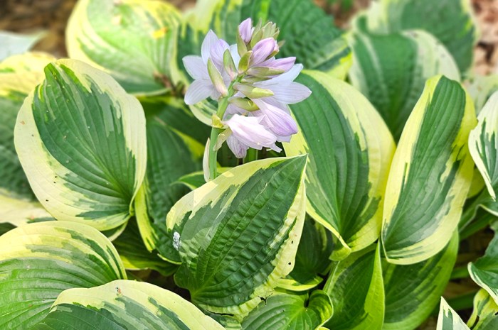 Removing Hosta Blooms – Why & How To Deadhead Hostas