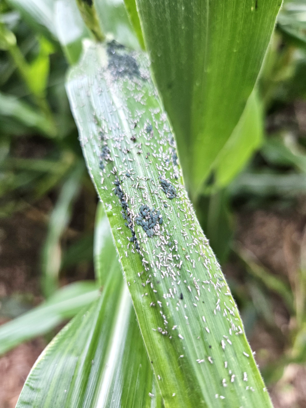 Sweet corn covered by pests