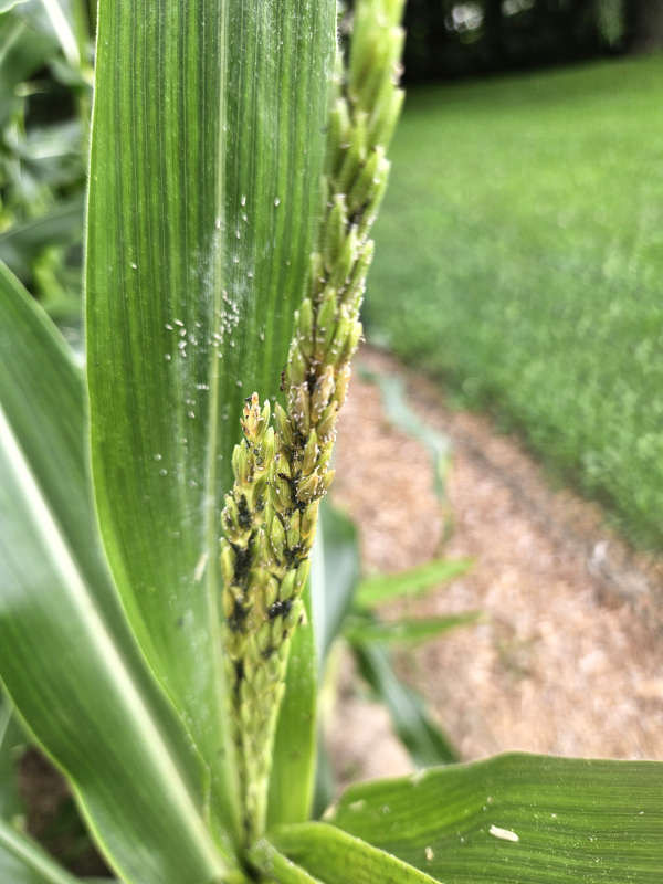 Aphid damage on a sweet corn tassel - How To Identify Aphids