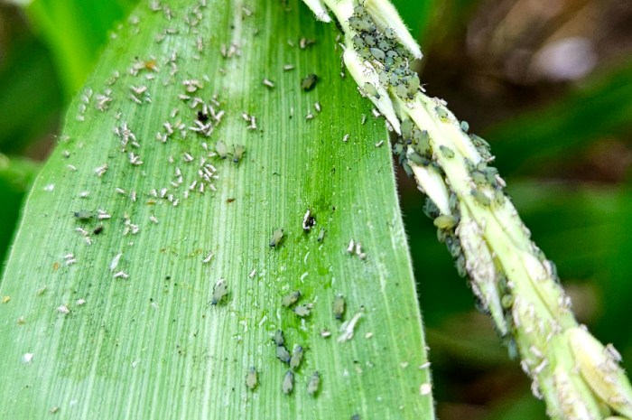 How To Identify Aphids & The Damage They Cause To Your Garden