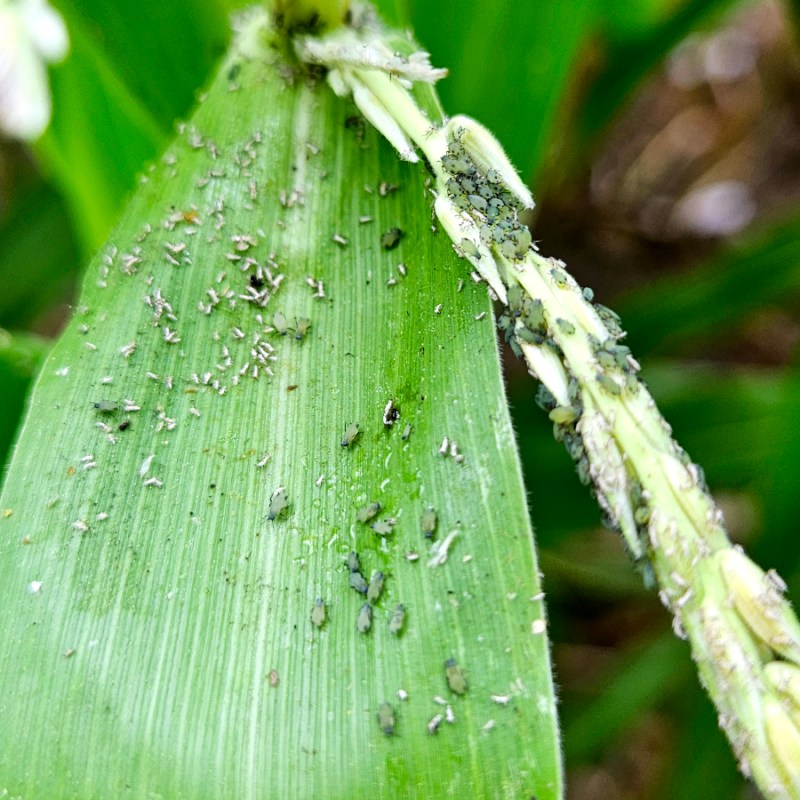 How To Identify Aphids - aphids on a sweet corn plant