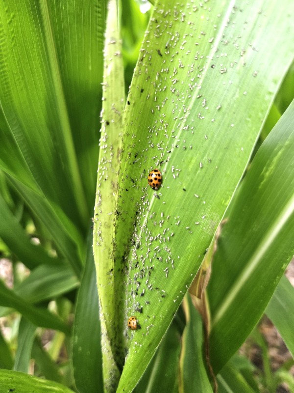 Ladybugs on sweet corn