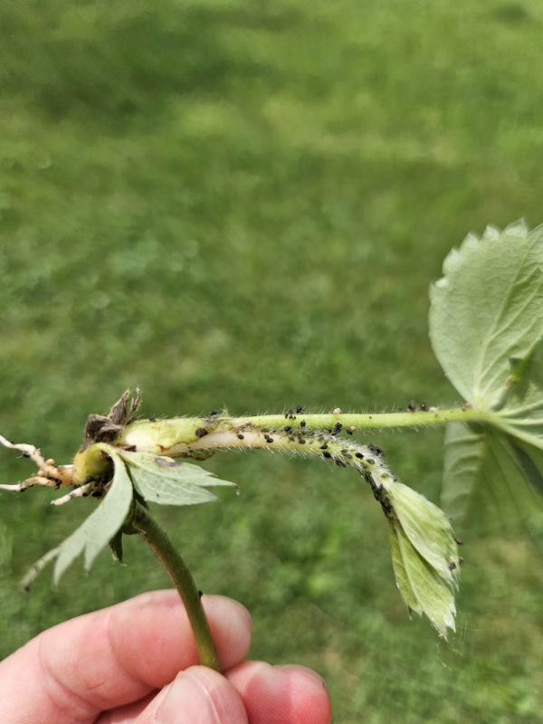 Aphids on a young strawberry plant