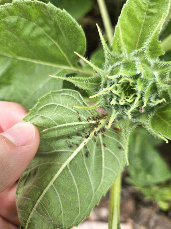 Brown aphids on a young sunflower leaf