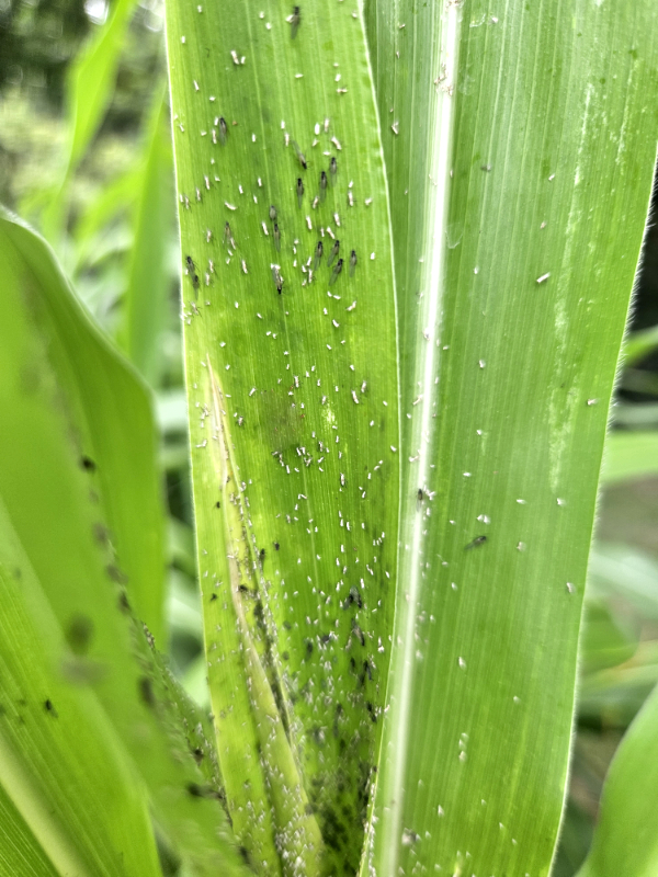 Winged aphids - How To Identify Aphids