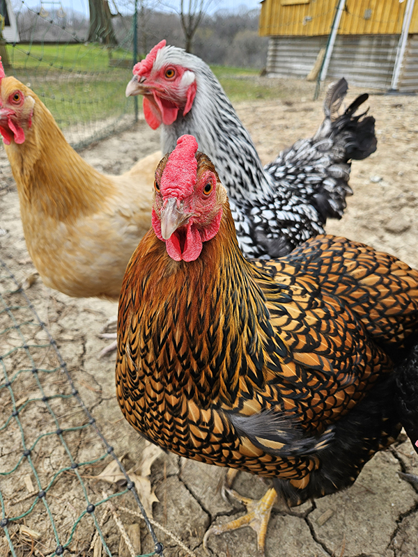 Three different chicken breeds  - Identifying a broody hen