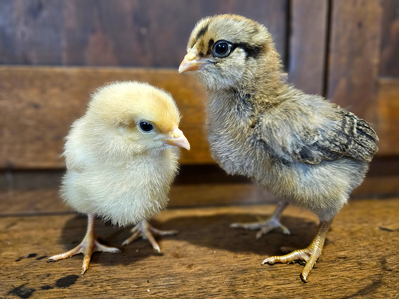 Baby chicks
