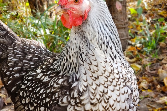 Identifying A Broody Hen – What It means & Signs To Look For