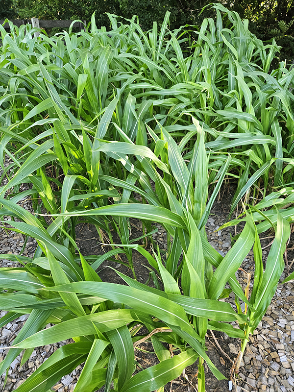 Sweet corn growing