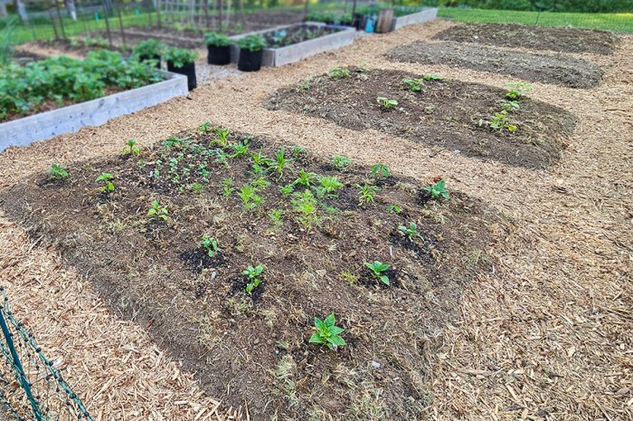 In-Ground Raised Garden Beds: Turning Grass Into A New Garden