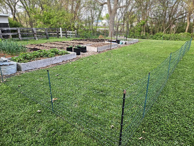 The yard fenced in before tilling.