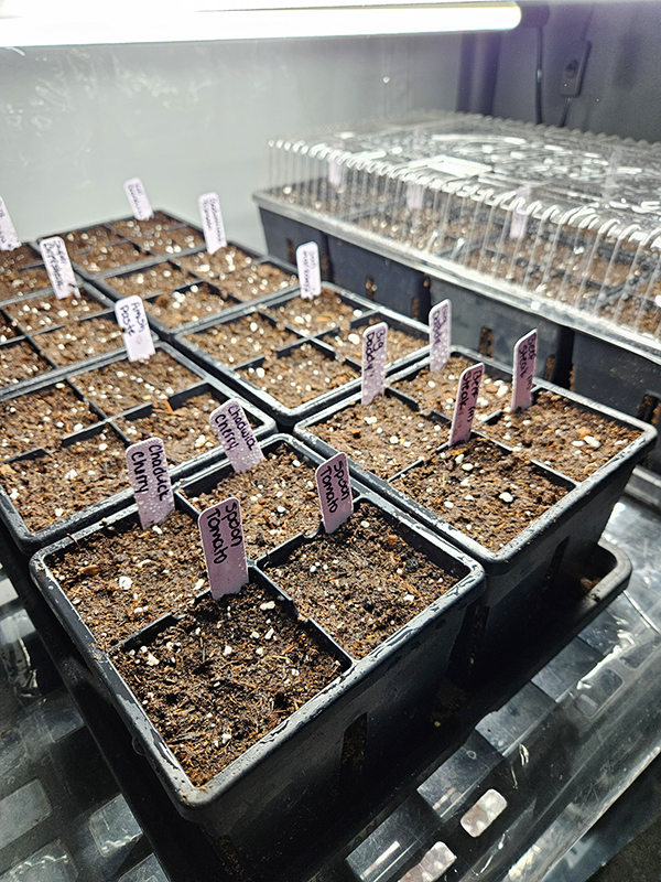 Filled containers with seed starting soil and labels - Indoor Seed Starting 101