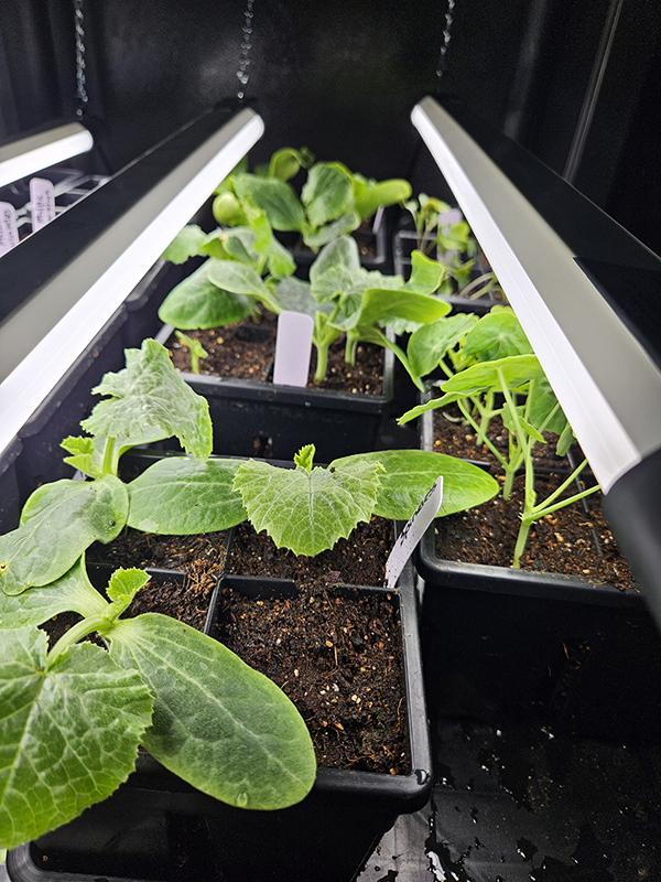 LED shop lights over seedlings started indoors