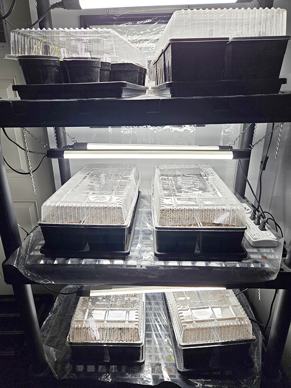 Multiple seed starting trays on a black plastic stand with clear plastic covers on top. 