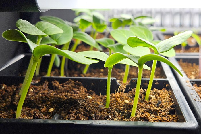 Indoor Seed Starting 101 – A Complete Beginner’s Guide