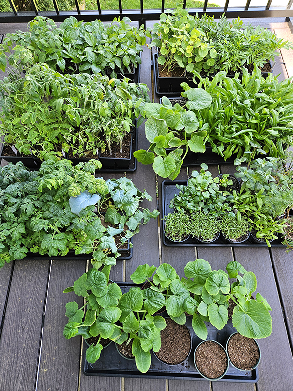 Seedlings outside starting the hardening off process