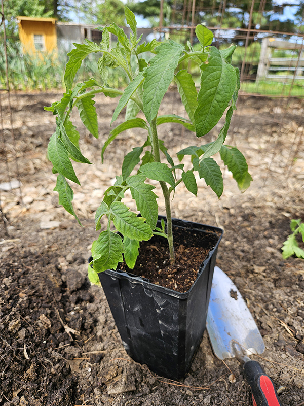 A healthy tomato seedling ready for planting outside.