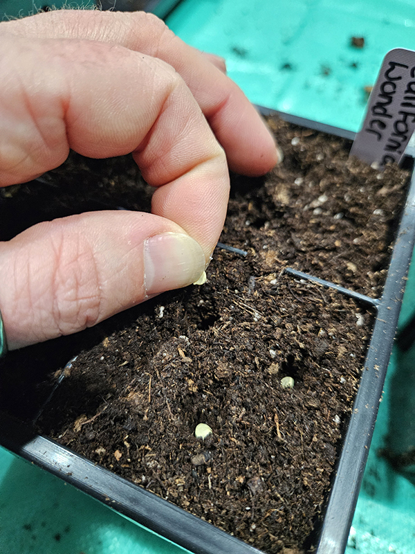 Planting seeds one by one