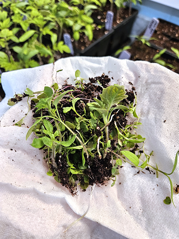 A pile of thinned seedlings from Indoor Seed Stared plants