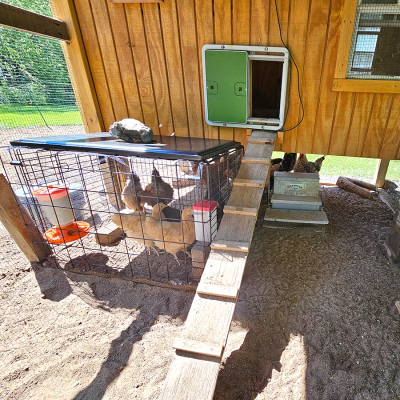 Integrating new chicks