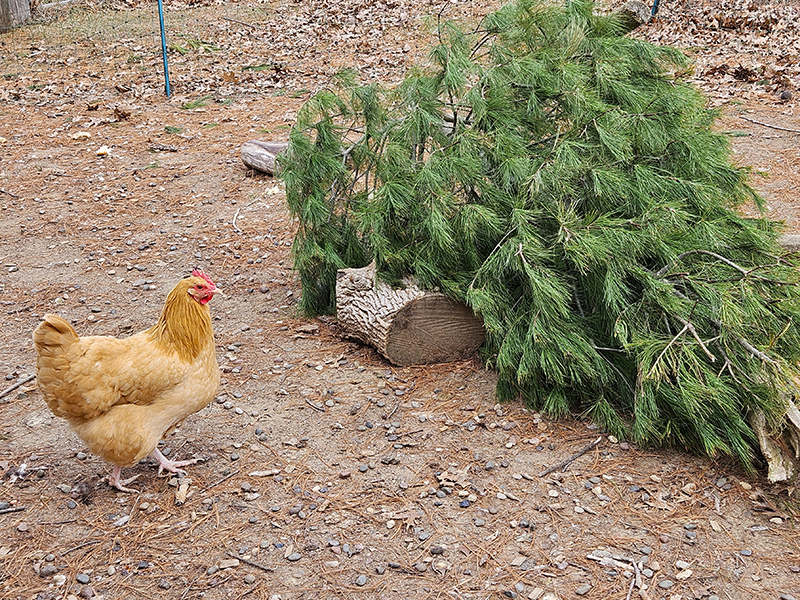 A chicken near a green christmas tree - January 2026 Homesteading Update