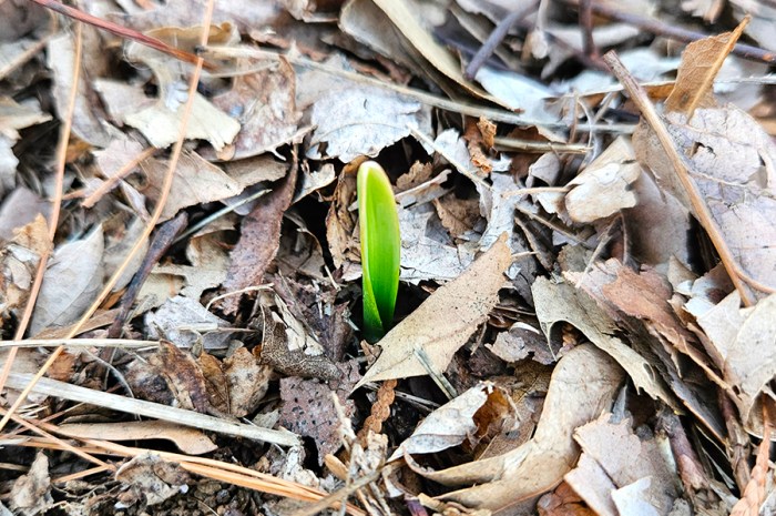 January 2026 Homesteading Update: The Start Of A New Year