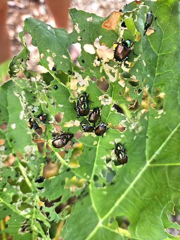 Damage from the insects